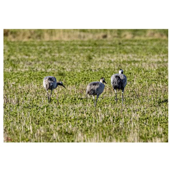 PHOTO84, CLUB, 84 , LUBERON